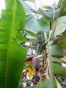 香蕉帝王蕉图片,粉蕉金蕉