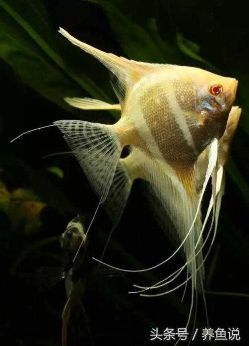 买观赏鱼需要注意的事项,如何挑选观赏鱼