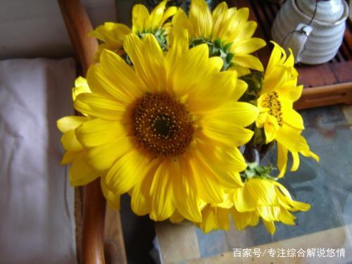 向日葵鲜花如何保鲜,向日葵鲜花怎么养护不烂根