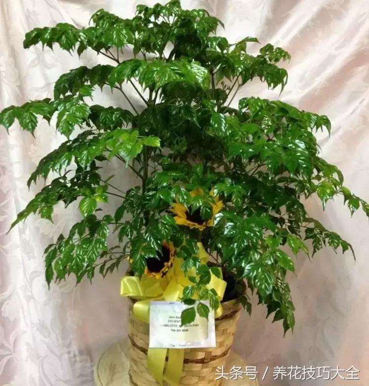 幸福树可以提高空气湿度吗,幸福树土生湿虫了怎么办