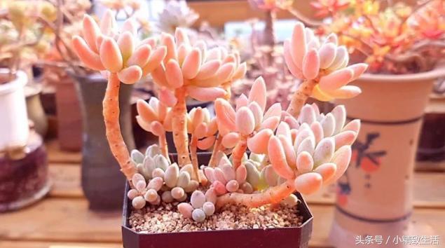 多肉植物中的四大美人,多肉植物十大美人