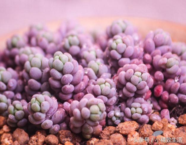 多肉植物中的四大美人,多肉植物十大美人