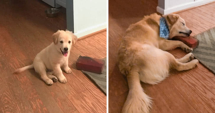 狗狗叼个东西不愿意放,狗狗叼过来的东西他们不觉得脏吗