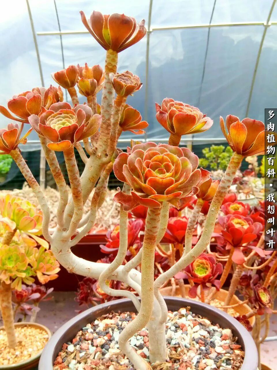 最好养的法师有哪几种,哪种法师既好看又好养