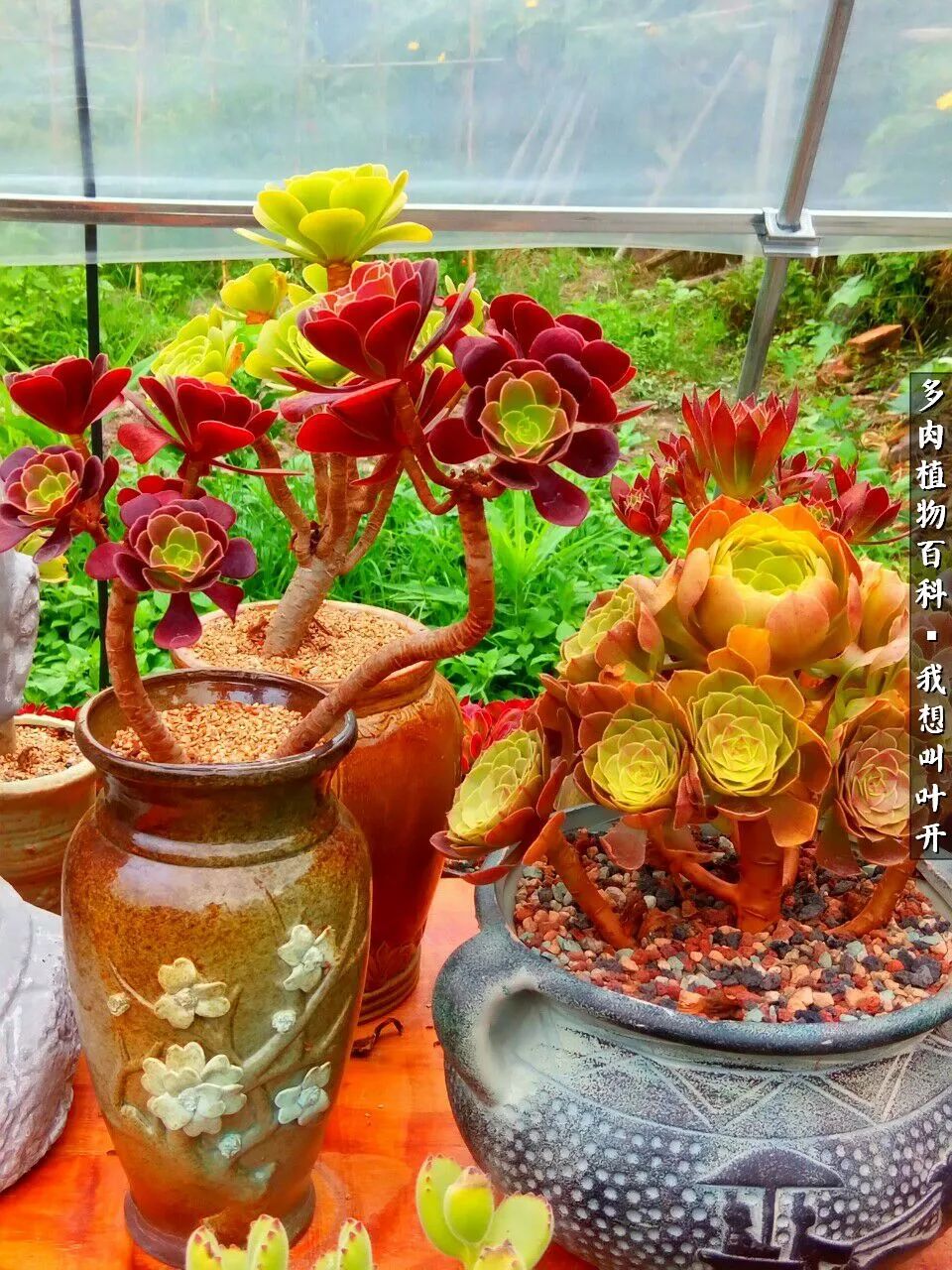 最好养的法师有哪几种,哪种法师既好看又好养