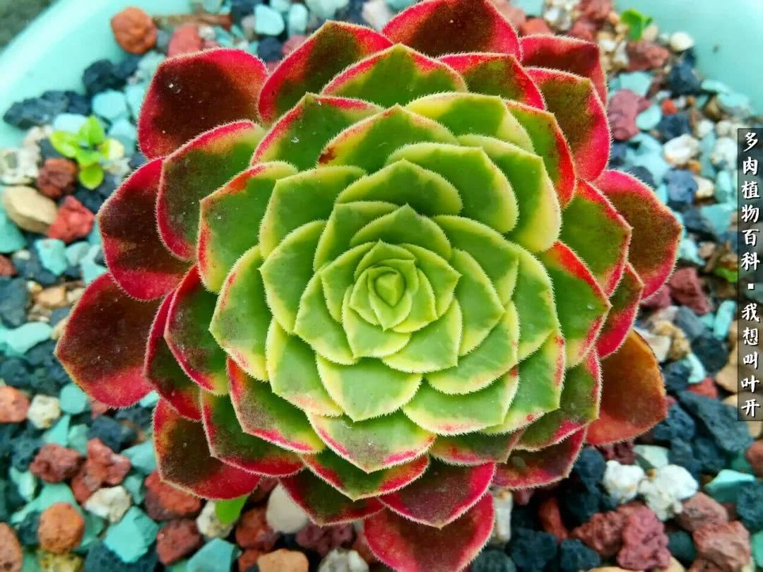 最好养的法师有哪几种,哪种法师既好看又好养