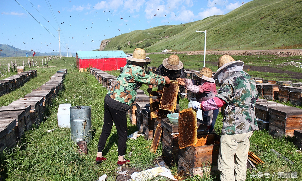 新疆黑蜂基地伊犁,新疆尼勒克县黑蜂蜂蜜
