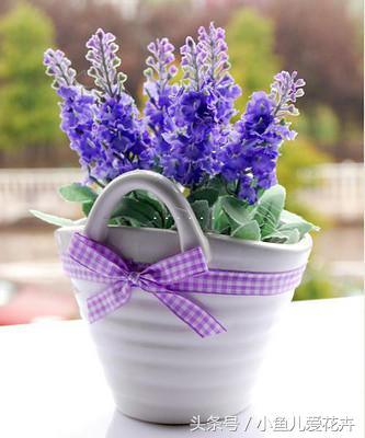 熏衣草家庭如何养殖,熏衣草怎样种植