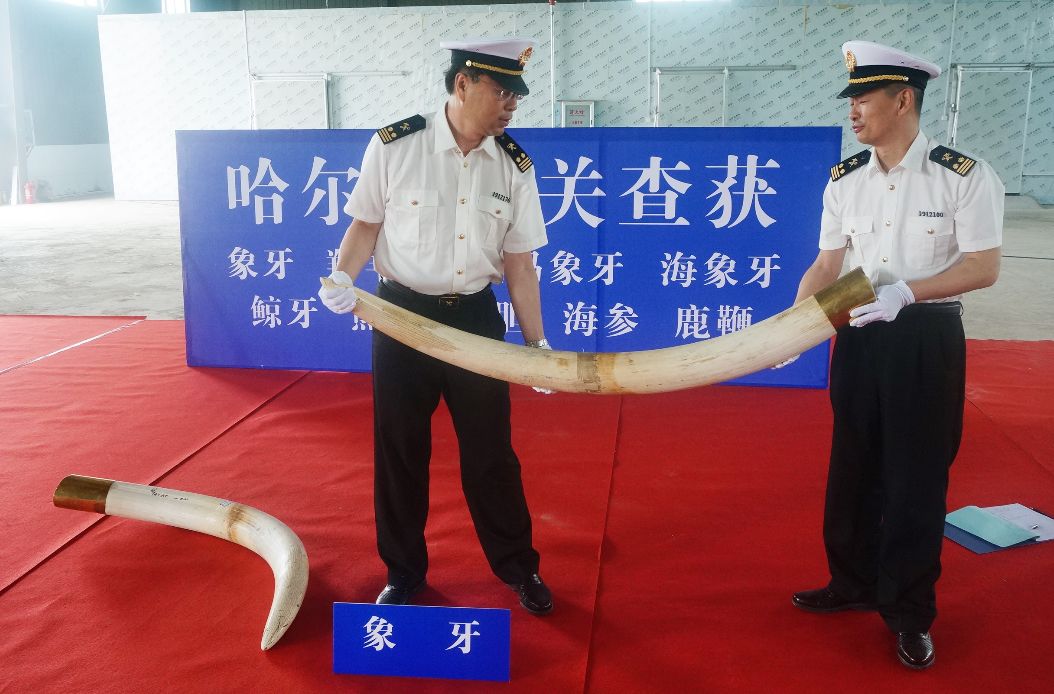 一车发霉的大豆竟“值”1.06亿！哈尔滨查获特大*私走**案