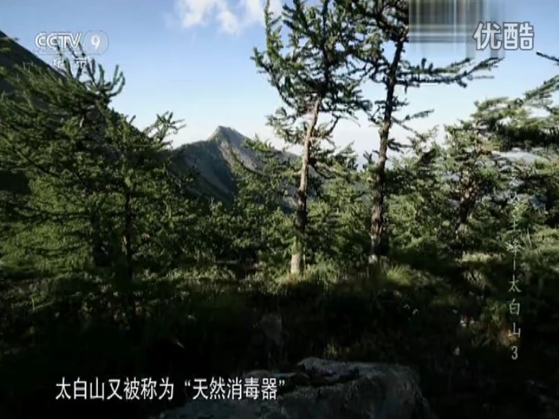 太白山野生珍稀植物|七十二种“七药”