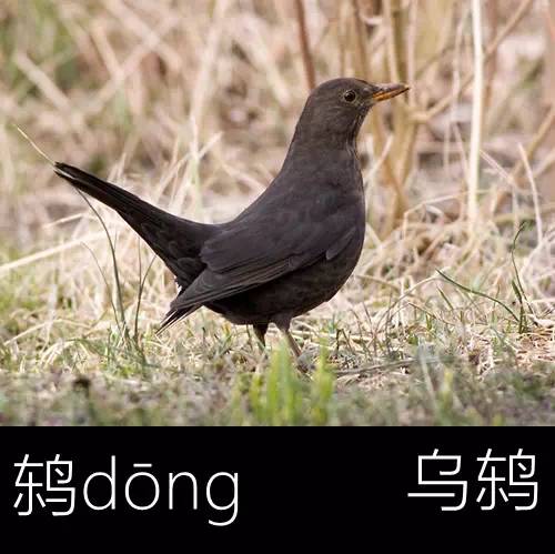 带你认识几个主播,带你认识几种常见的野菜