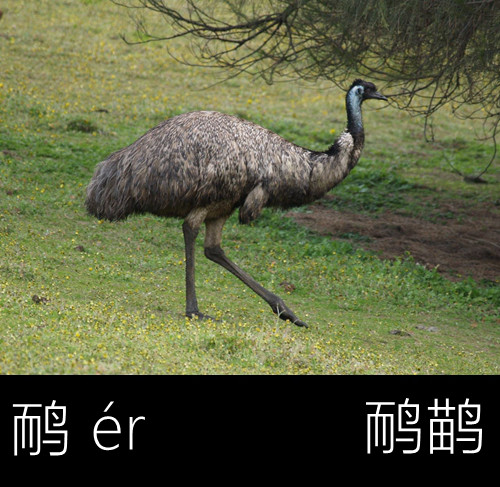 带你认识几个主播,带你认识几种常见的野菜