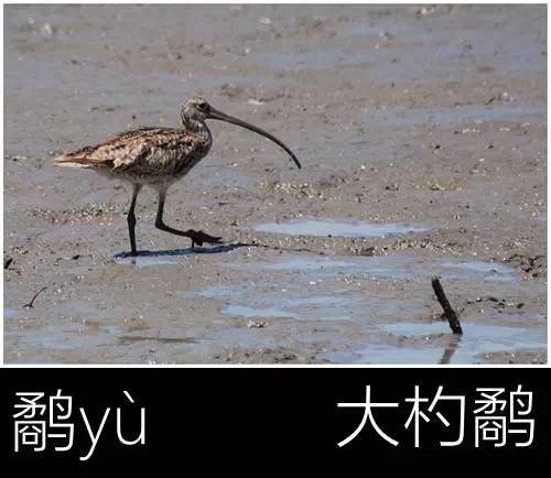 带你认识几个主播,带你认识几种常见的野菜