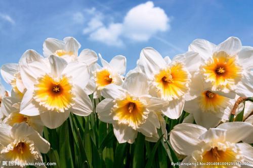 世界十大凄美之花是什么花,世界十大凄美之花的图片