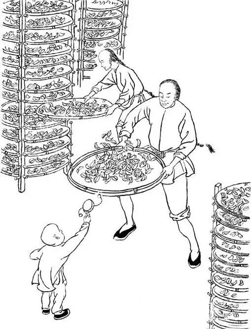 大红袍制茶工艺流程,大红袍还原烧工艺