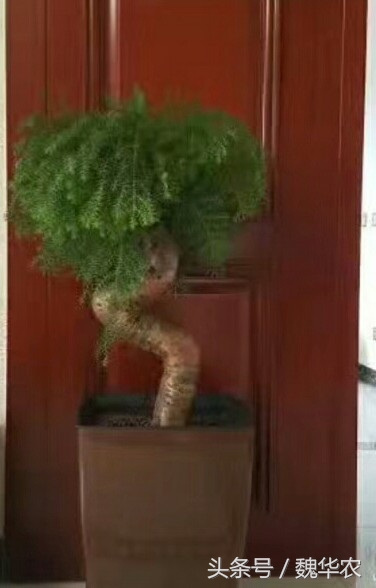 澳洲杉个别根部枯萎需要怎么救治,澳洲杉叶子发黄枯萎怎么补救