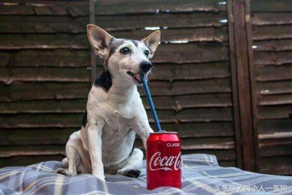 狗狗不喝水怎么办才能让狗狗喝水,狗狗两天没有喝水突然大量喝水
