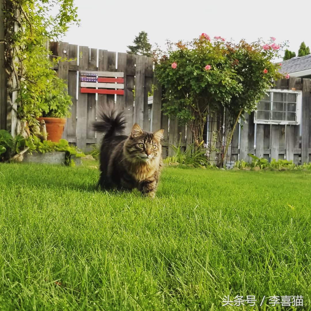 草坪是狗狗和猫咪都喜欢玩耍的场所，但铲屎官不能不注意这些事情