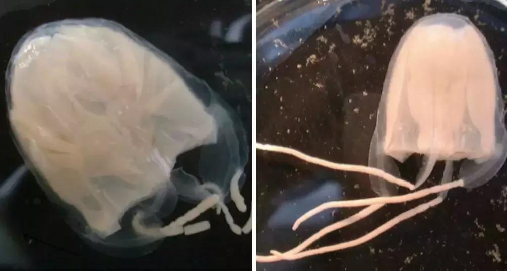 疼痛10大等级哪一级泪流满面,疼痛等级一百级分别都是什么