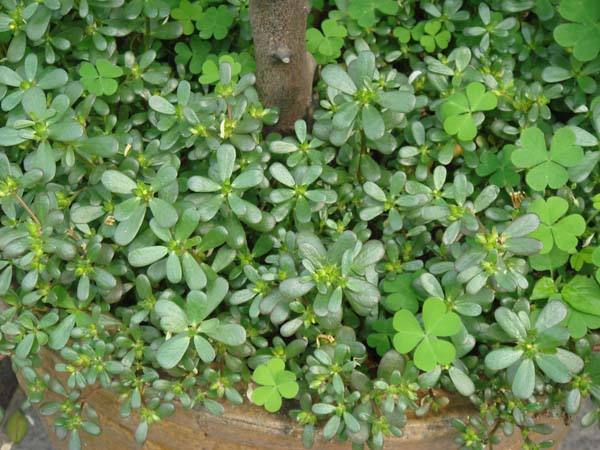 得了妇科炎症哪些食物一定要远离,有妇科疾病不能吃哪些食物