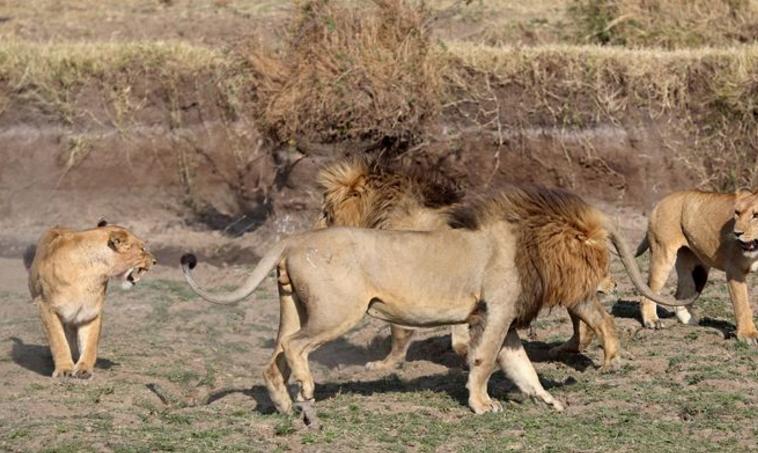 成年犀牛能打得过几只狮子,犀牛大战狮群为何犀牛不怕狮子呢