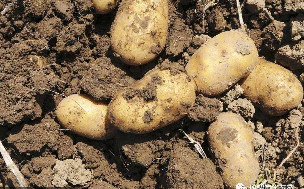 内蒙古三件套特产,推荐内蒙特产的一句话