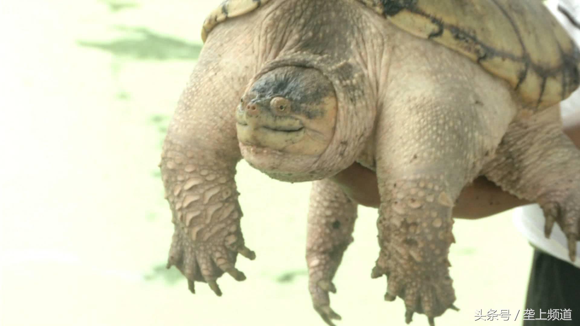 一只养了20年的老龟,一个养龟爱好者养的龟