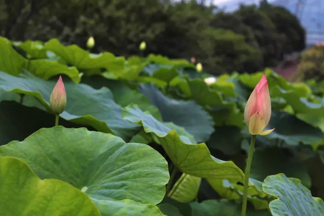 重庆可遮雨户外烧烤的地方,重庆高温消暑的地方