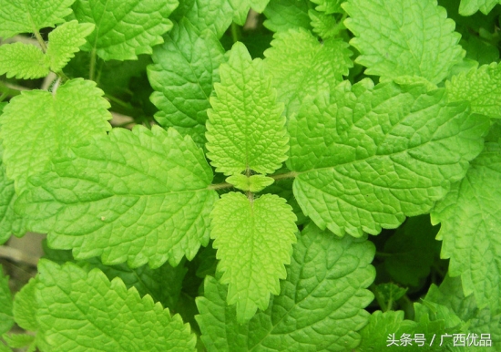 揭秘34种常见香料的名称与用途,12种常见香料怎么用一次性告诉你