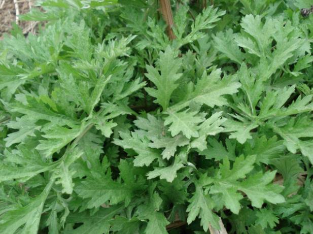 宝宝长痱子了要怎么办,宝宝已经起痱子了怎么办