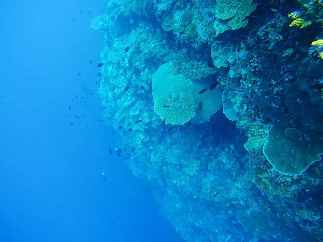 印尼美娜多潜水,印尼美娜多潜水考证