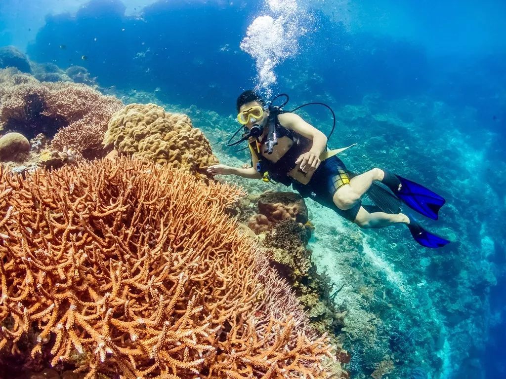 印尼美娜多潜水,印尼美娜多潜水考证