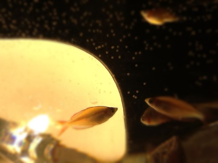 工作繁忙的人适合养什么狗,工作比较忙适合养猫吗