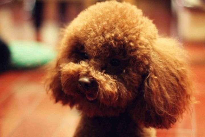 工作比较忙养什么狗比较好,上班族适合养什么宠物狗