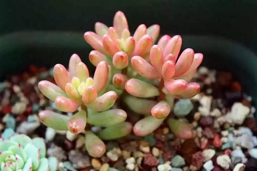 多肉植物夏天烂根了咋办,夏天多肉植物烂根怎么回事