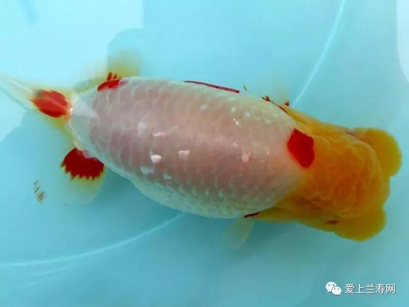 日本土佐金鱼图片大全,日本金鱼品种大全