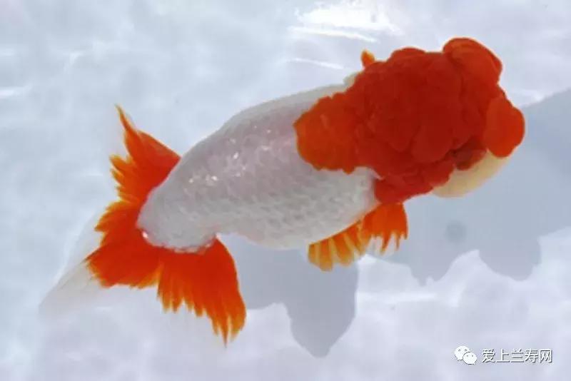 日本土佐金鱼图片大全,日本金鱼品种大全