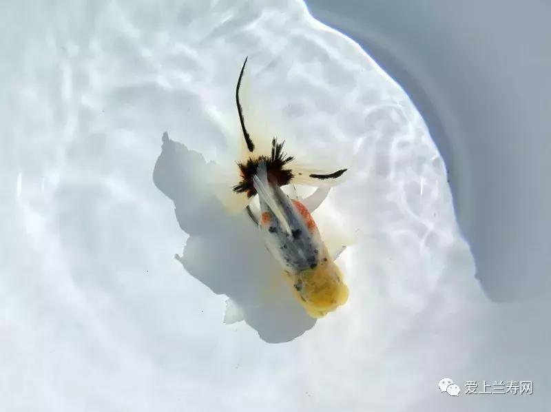 日本土佐金鱼图片大全,日本金鱼品种大全