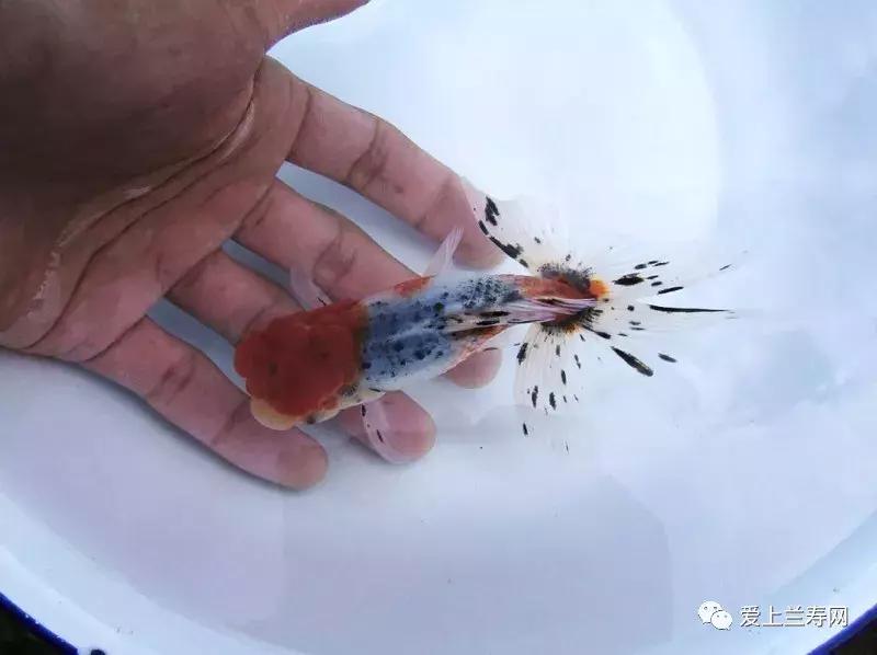 日本金鱼品种大全,日本东京金鱼多少钱一条