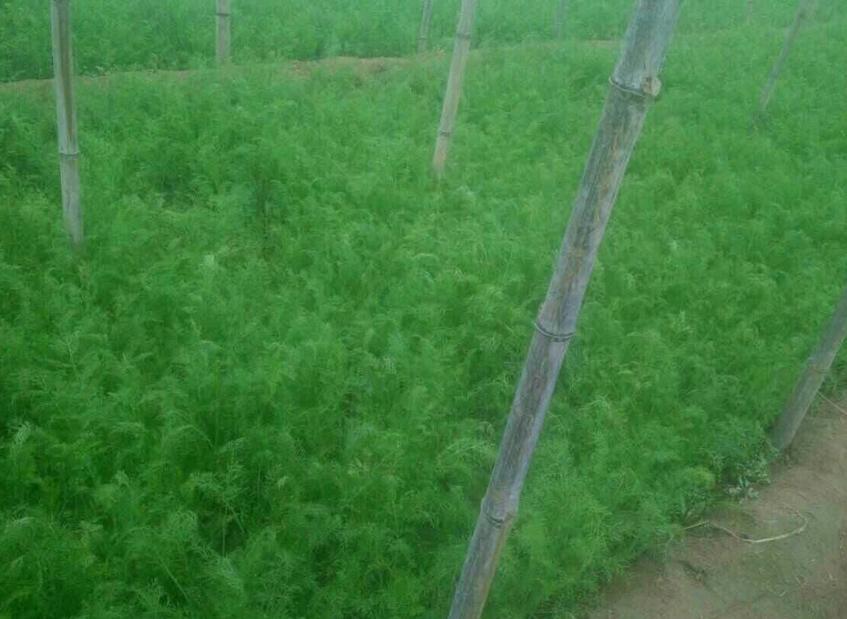 种小茴香好还是球茎茴香好,球茎茴香在春天能种么