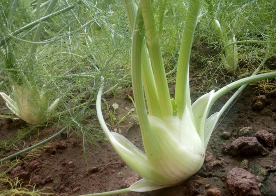 种小茴香好还是球茎茴香好,球茎茴香在春天能种么