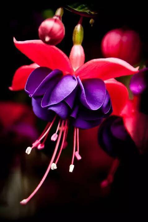 倒挂*钟金**ll彩燕翻飞欲向空，曼妙多姿醉*钟金**