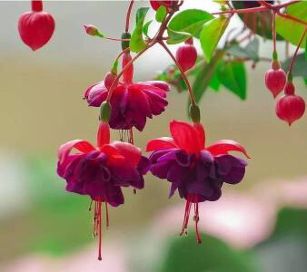 倒挂*钟金**ll彩燕翻飞欲向空，曼妙多姿醉*钟金**