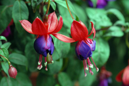 倒挂*钟金**ll彩燕翻飞欲向空，曼妙多姿醉*钟金**