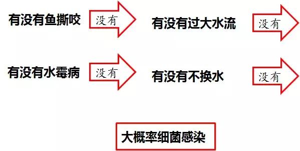孔雀鱼尾巴开叉可以剪吗,孔雀鱼尾巴开叉了怎么恢复
