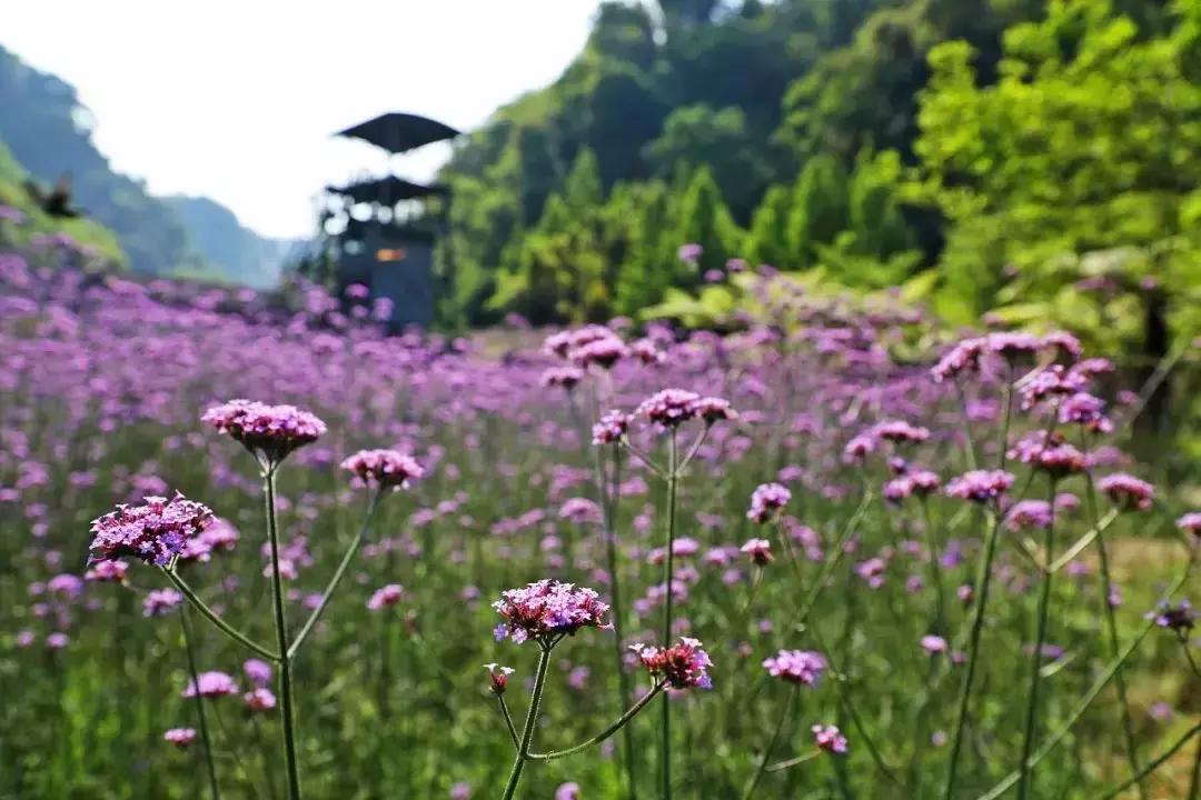 藏不住了重庆这个小城太美了,藏不住了四川话