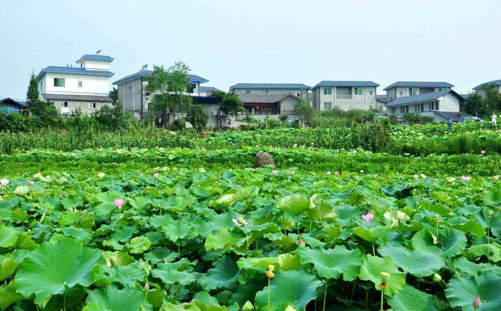 藏不住了重庆这个小城太美了,藏不住了四川话