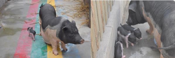 萌宠小香猪乐园,遵义小香猪