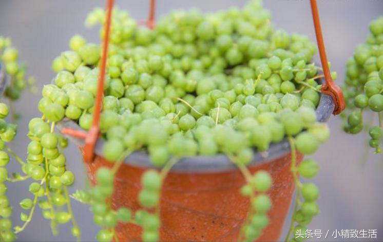 这10种多肉宛如变色龙,有名的七种多肉植物