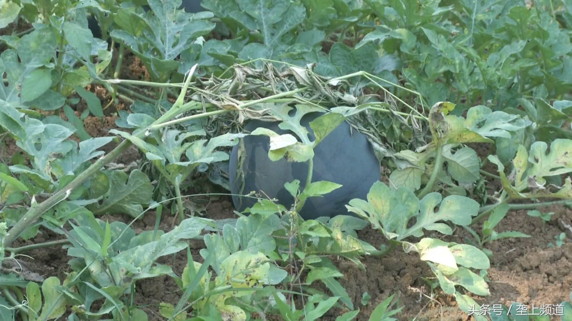 一亩西瓜卖100万,西瓜一亩地能产多少斤能挣多少钱